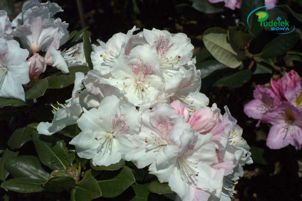 Rhododendron Blanka